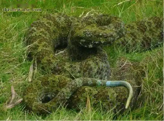 莽山烙铁头蛇头部呈三角形,形如一块烙铁.