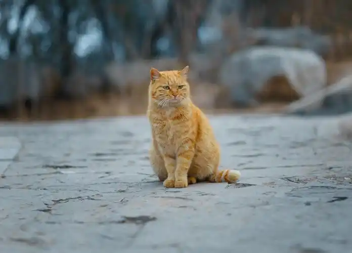 公园偶遇一只霸气歪漏的橘猫