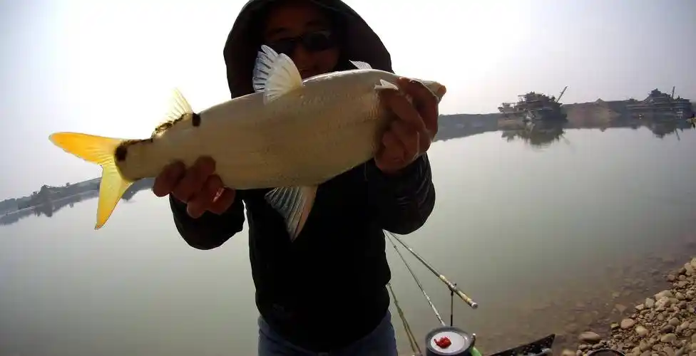 年终总结:评价一下今年钓到的鱼,分享一下心得_鲤鱼_白眼_大口