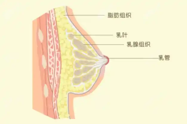 胸太大可以做缩胸手术吗缩胸手术常用的手术方法是什么