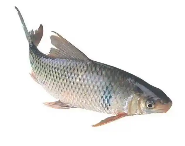 土鲮鱼苗麦鲮鱼泰鲮鱼苗鲮公雪鲮鱼活体淡水养殖鲜活食用专用饲料优选