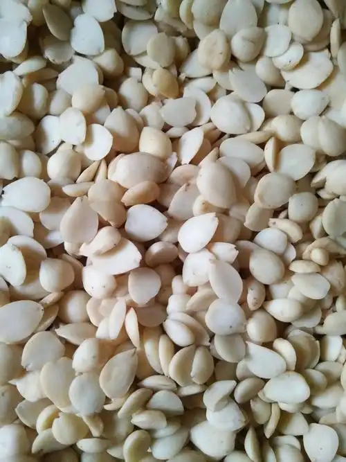 苦杏仁12-18个月 散装