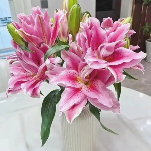 西亚拉重瓣百合花语