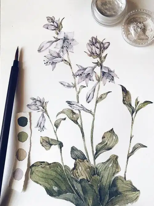 玉簪花水彩过程有线稿