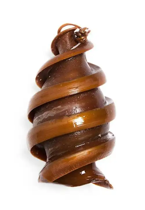 为什么某种鲨鱼卵长的那么奇怪 原来这么简单 - 青涩博客