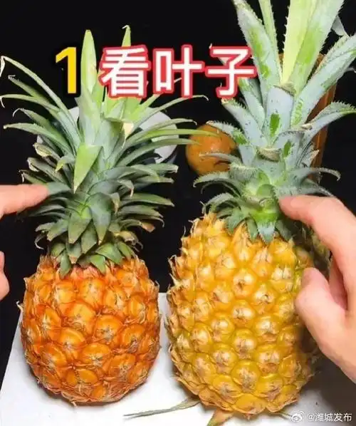 原来这就是菠萝跟凤梨的区别