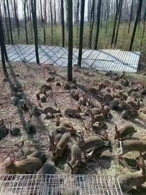 野兔养殖