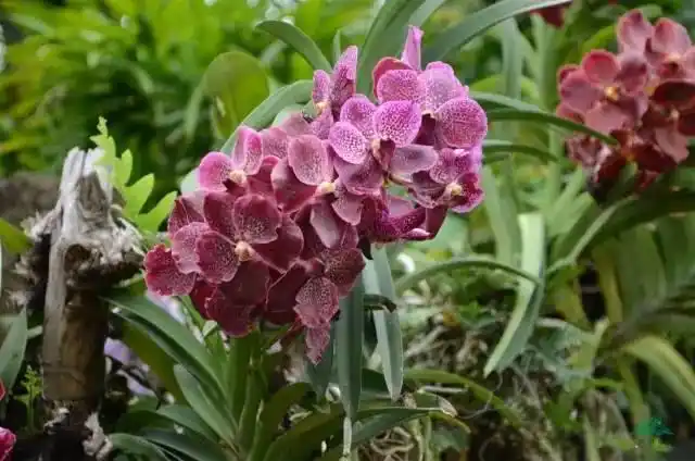 万代兰(万代兰的花语)