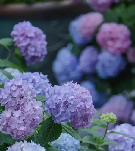 清新迷人的绣球花