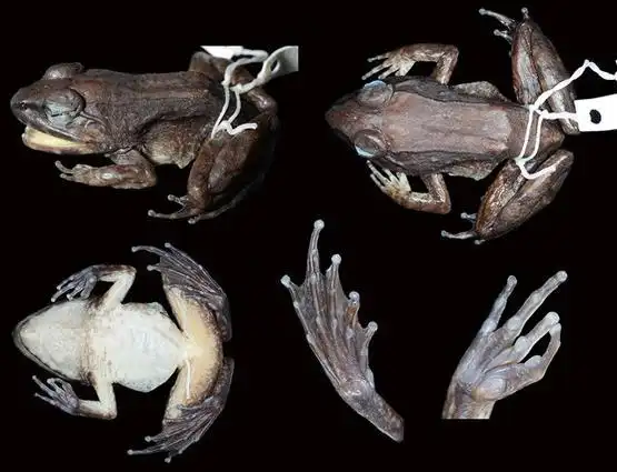 直接生蝌蚪:科学家发现奇怪的新青蛙| 果壳 科技有意思