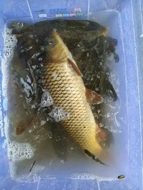 国庆第一天,秋天第一钓,期待爆护 - 钓鱼之家