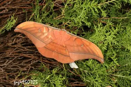 这是什么怪物 这么大