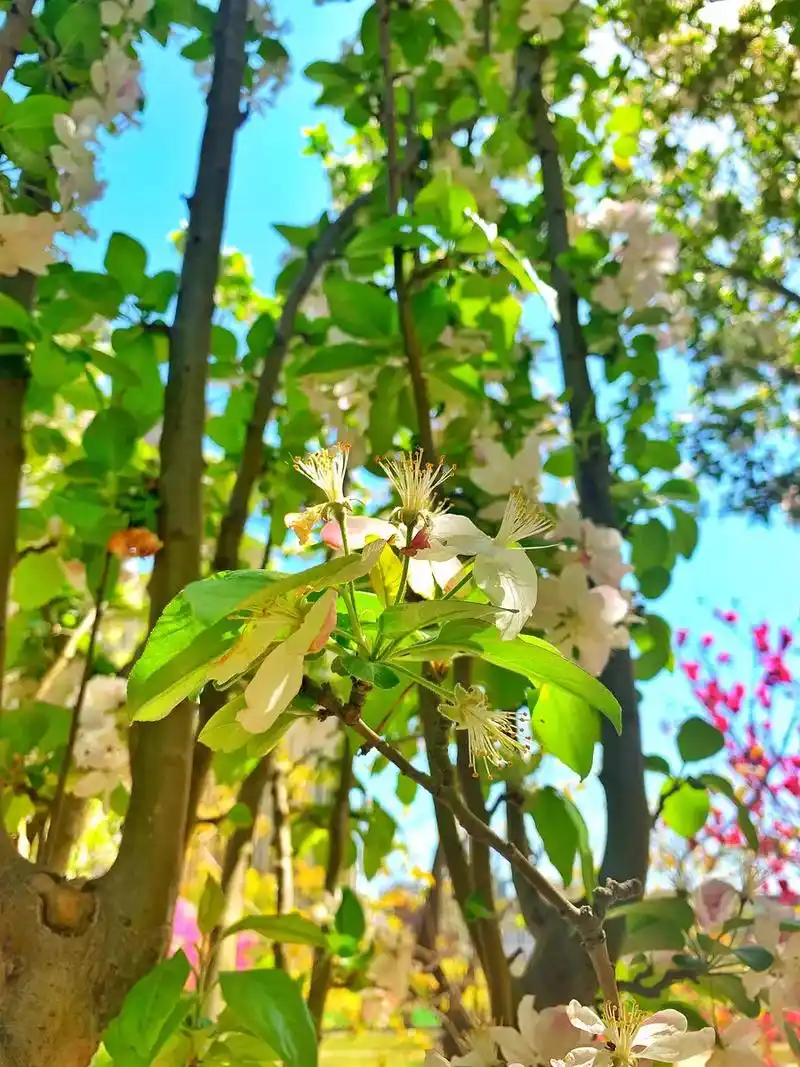 海棠花.#感受大自然的气息和美景 #神奇的植物 #花卉绿植  - 抖音