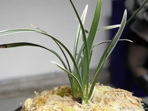 贵阳市2012兰展;部分叶艺-叶艺篇-中国兰花交易网社区