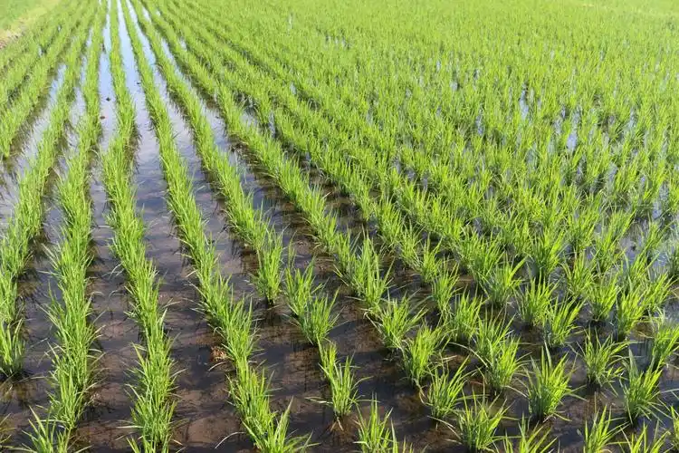 合作社的水稻田  图片由采访者提供