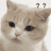 小猫咪表示疑问的表情包