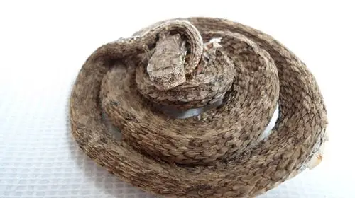 祛风解毒 皮肤瘙痒 增强免疫力 -三蛇酒 眼镜蛇酒,野生毒蛇泡蛇酒 活