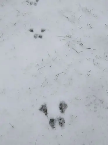 小鹿脚印,2016,12 曹雅珍摄