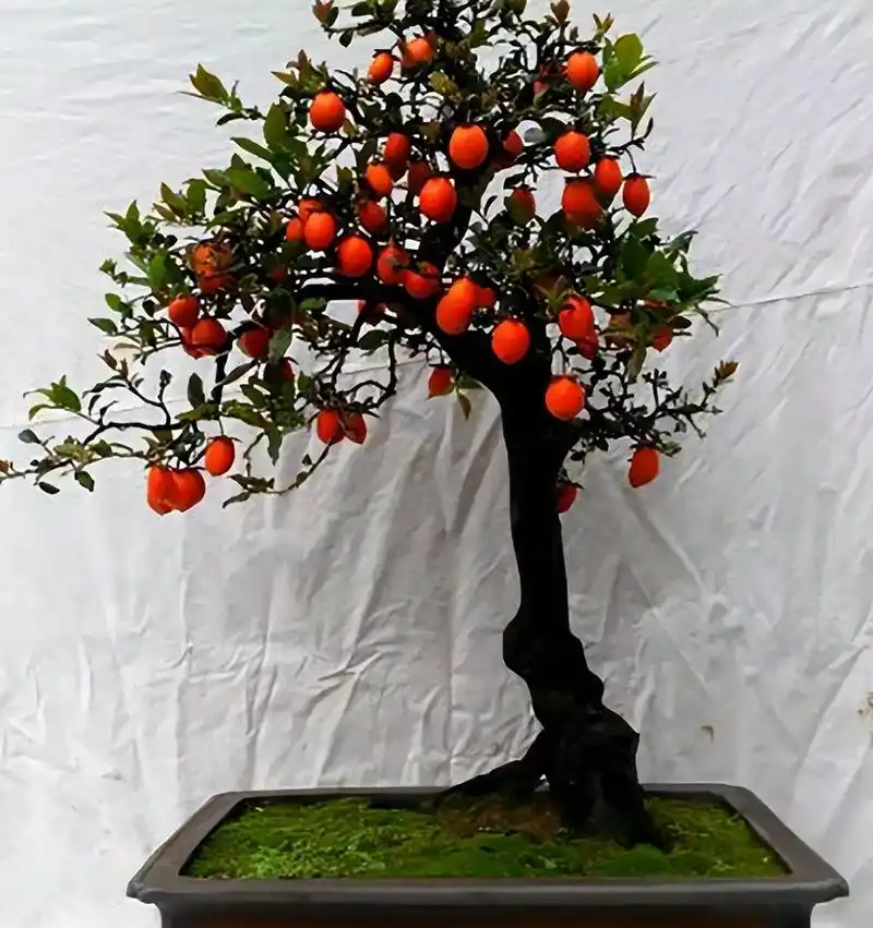 金弹子,养护得当,观赏价值高,提升家居格调