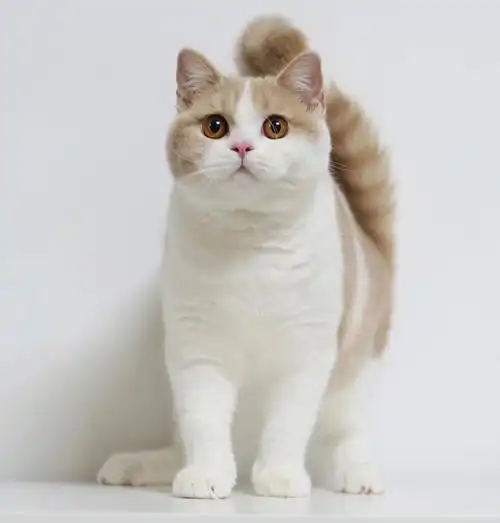 越来越美~我家乳白真是yyds(羞羞)#英短  #乳白  #乳白英短  #英短