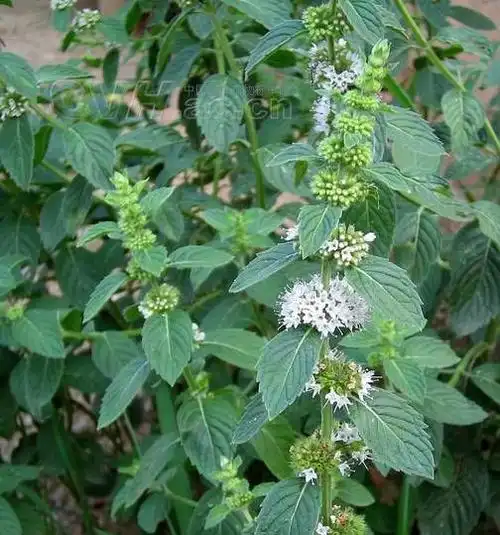 薄荷什么样 图片