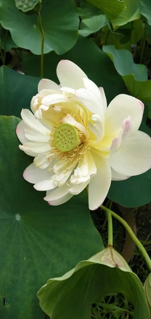 美丽的荷花出污泥而不染