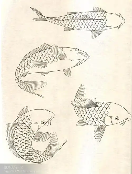 鱼的画法