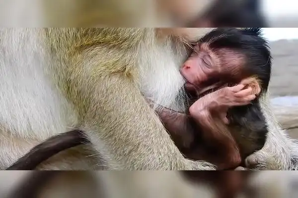 这个吃奶的姿势火了叼着奶嘴在怀里睡觉脚直接伸到脸上