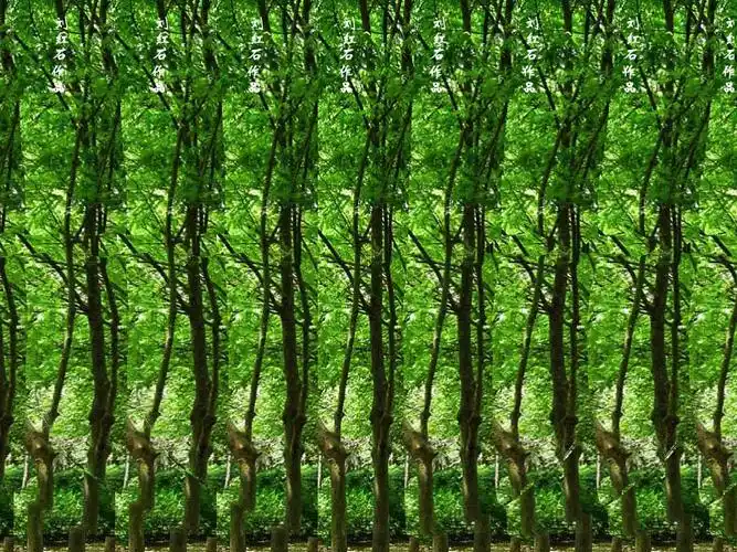 三维立体画欣赏 - 沉默是金 - 沉默是金de家园