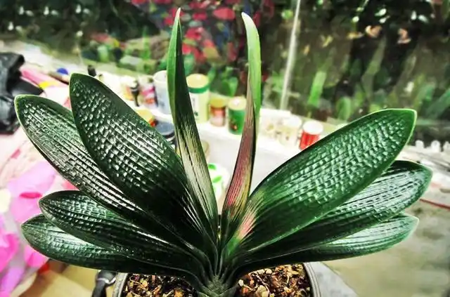 最贵君子兰5000千万图片(中国最贵的君子兰花多少钱一盆)