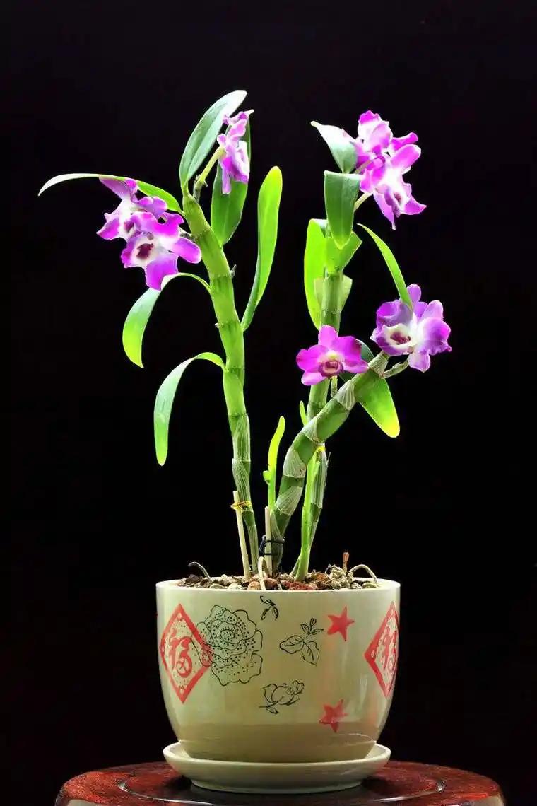 石斛兰应该怎么养?