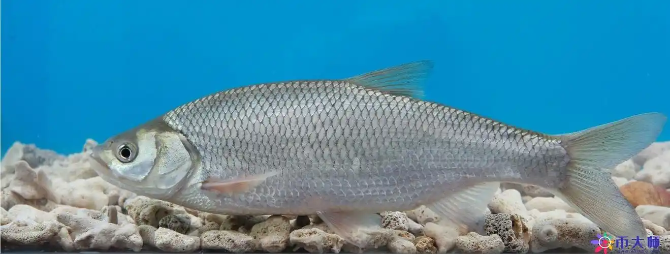 鱼的种类图片和名字(常见淡水鱼的种类图片和名字) - 币大师