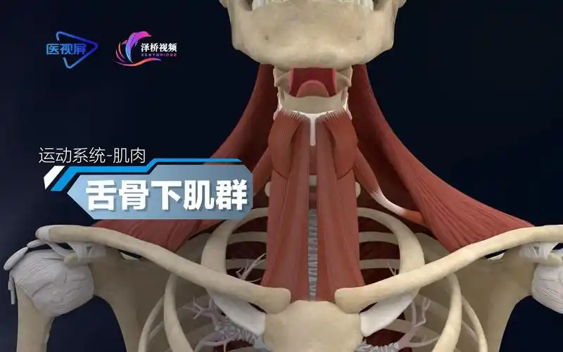 人体的奥秘-舌骨下肌群