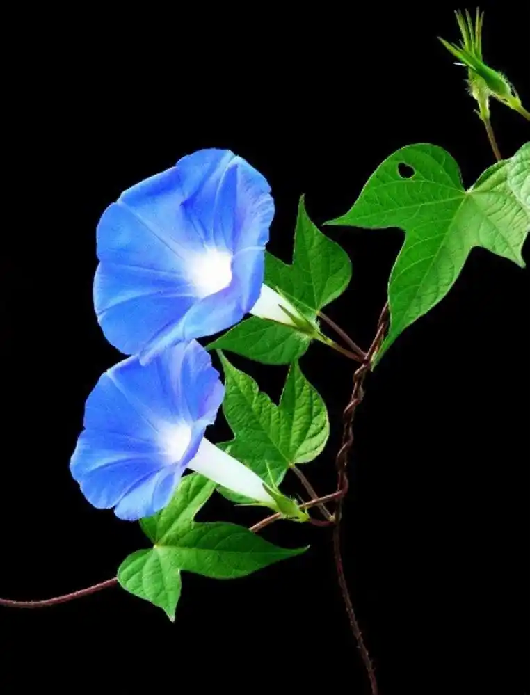 蓝牵牛的夏日清湛盛花季!