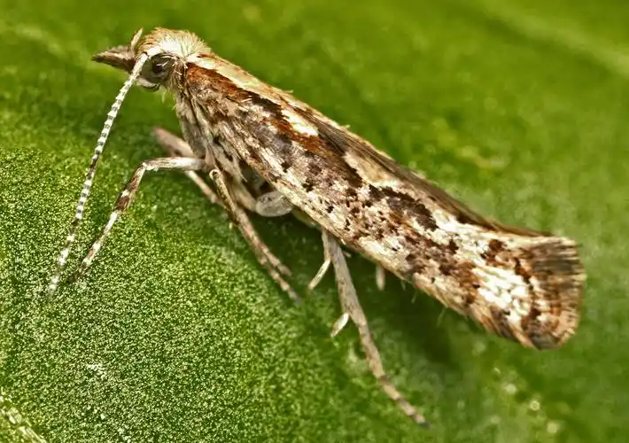 p> a href="#">鳞翅目 /a>菜蛾科, i>plutella xylostella /i>