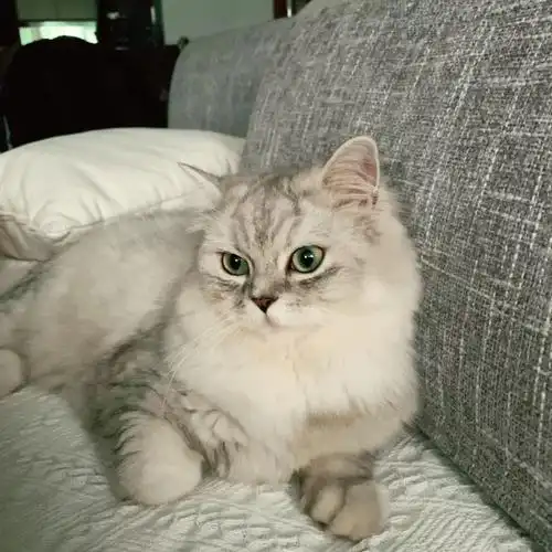 金吉拉英短串儿