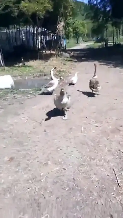 说了你们可能不相信我竟然被鹅追着跑咋那么丢人