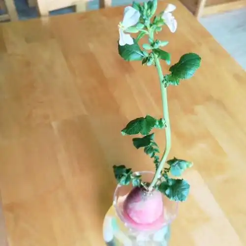 萝卜红皮盆栽水培绿植蔬菜菜苗土培幼儿园植物绿植