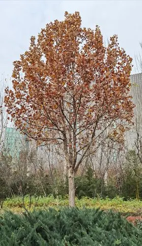 二球悬铃木英国梧桐61廊坊612020年11月