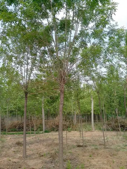 山东白蜡树基地