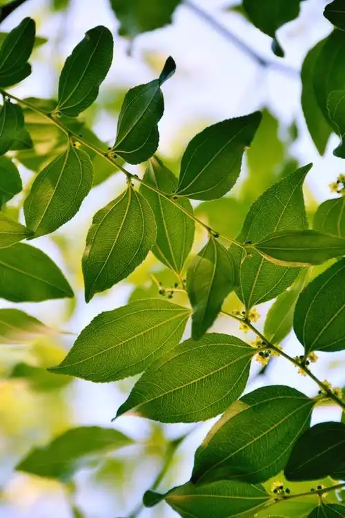 枣树叶,原创拍摄__财经头条