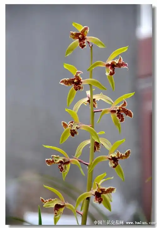 还是欣赏老品吧---------大叠彩-蕙兰篇-中国兰花交易网社区
