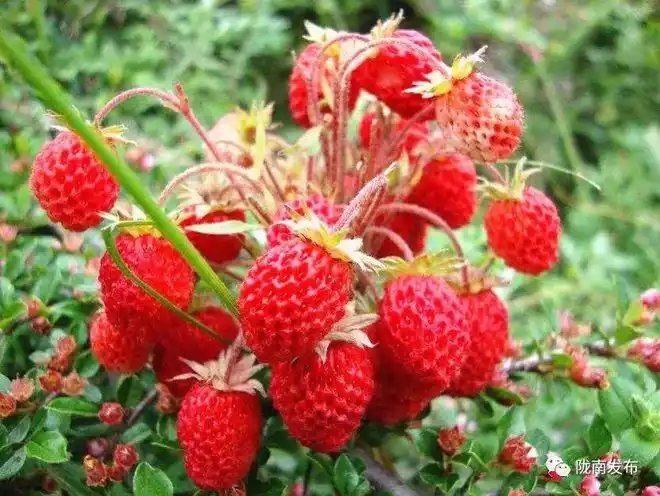 这种野果被称为是天使的眼泪藏着陇南人浓浓的乡愁