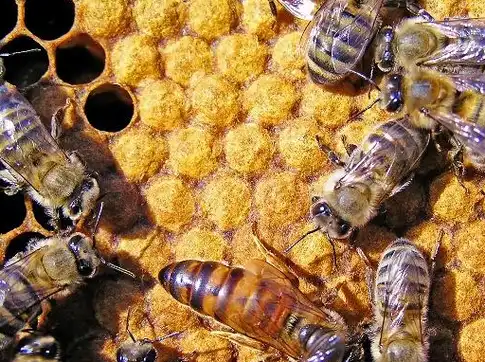 也就是通过蜂王与酒精的气味来对分出的蜂群进行诱惑,让蜂群回到我们