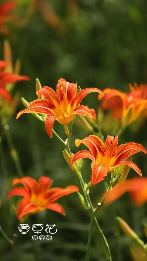 【萱草花开【13】摄影图片】生态摄影_qz26988933_太