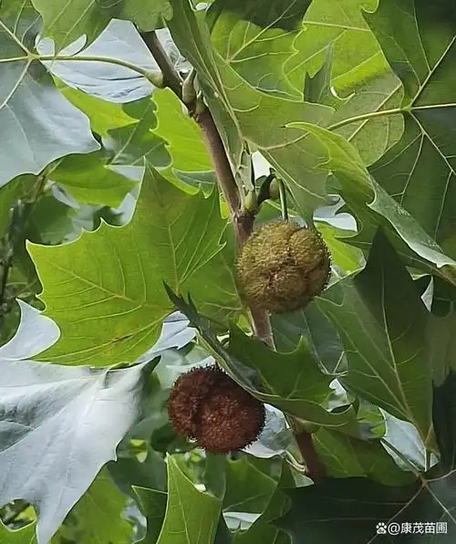 法国梧桐,即悬铃木的俗称,又分为一球,二球和三球的区别,其到底是起