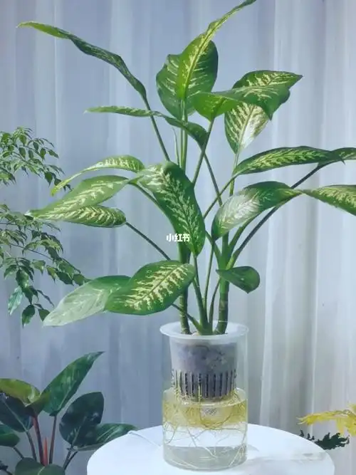遇见水培植物斑叶万年青