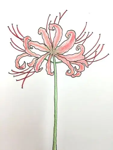 每日一练46:彼岸花(含步骤) - 简书