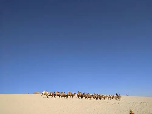 沙漠中行走的骆驼