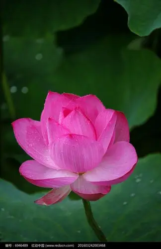 半盛开的粉红荷花